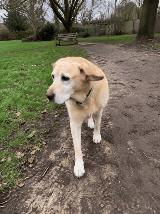The senior Labrador walking with a steadier stride along a local park path