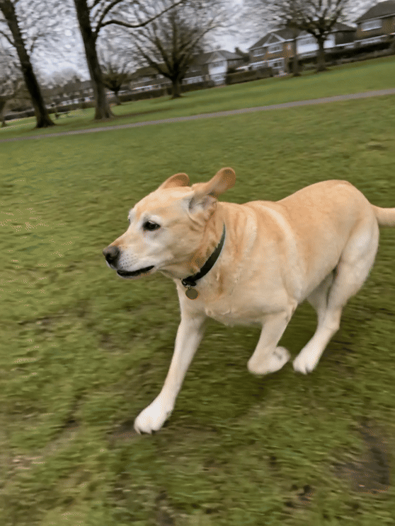 The senior Labrador running freely across a neighbourhood park lawn