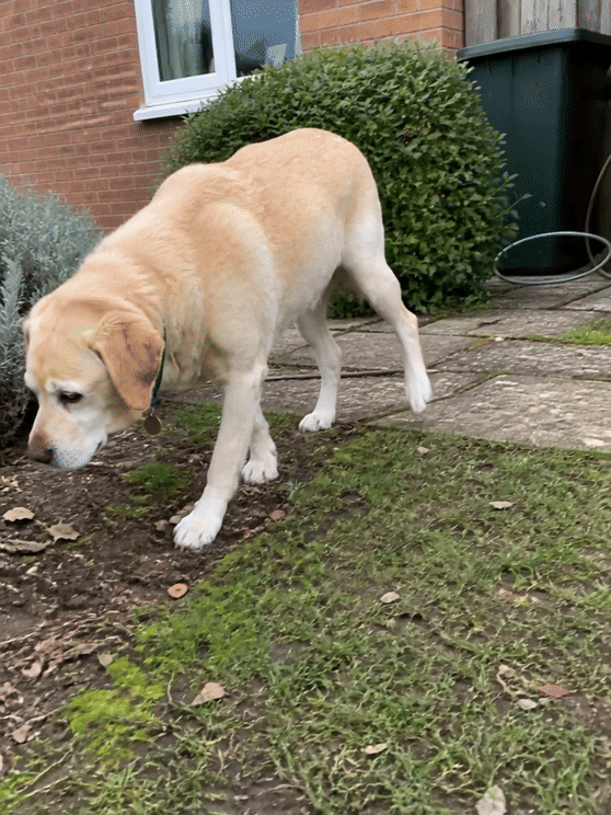 Senior cream Labrador taking slow, guarded steps while sniffing in a front garden