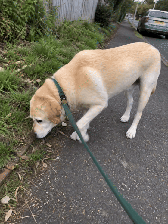 The same senior Labrador walking cautiously along a neighbourhood pavement