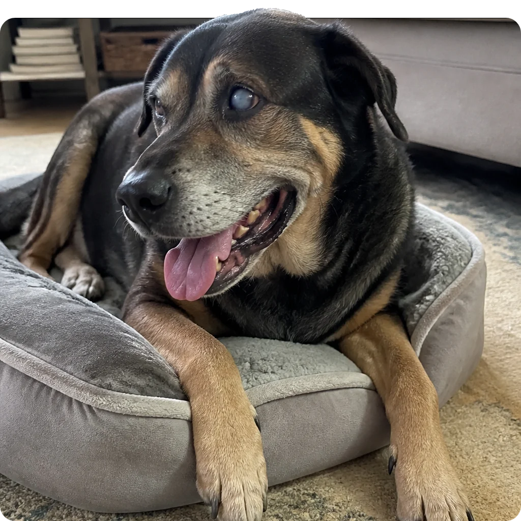 Senior dog resting on a bed at home