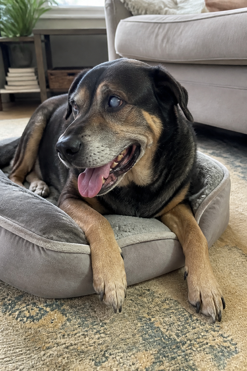 Max resting comfortably at home