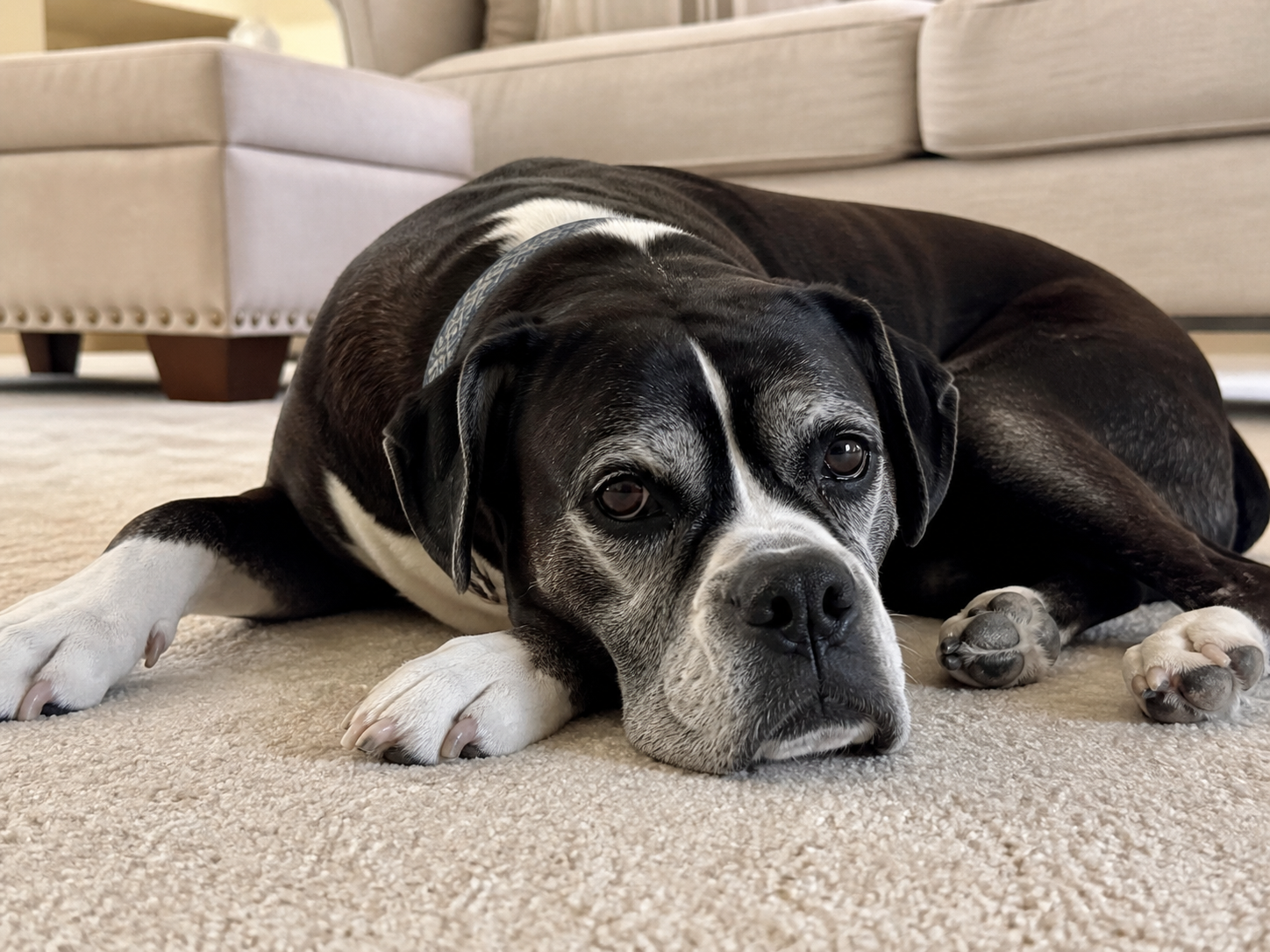 Senior black and white dog resting comfortably on a living room rug