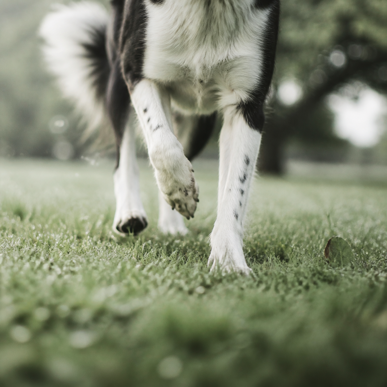 A dog moving through dewy grass